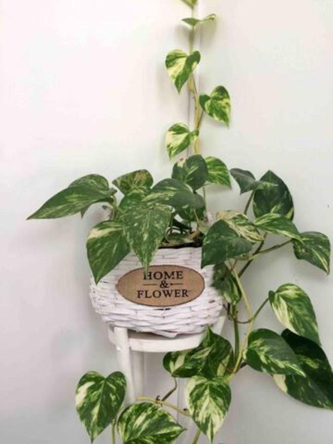 Home & Flower 3 Φουνκάλ Εξωτερικό φωτογραφία